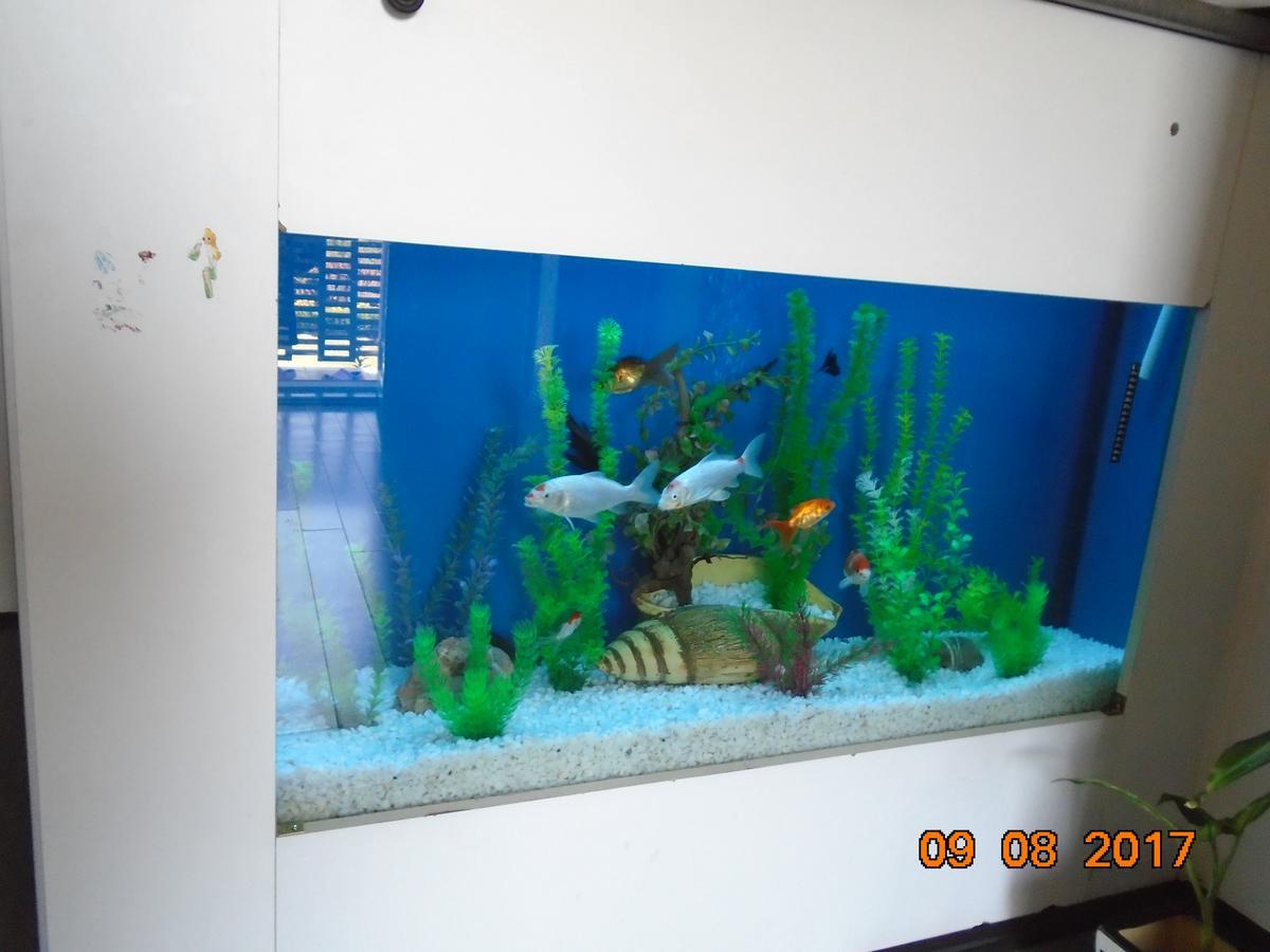 Guesthouse Kuzmanovic Guca Luaran gambar